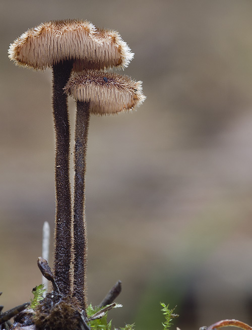 Auriscalpium vulgare